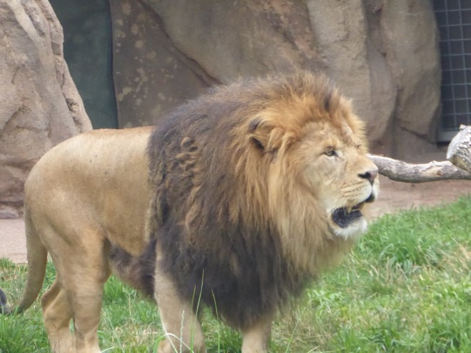 Powerful Lion