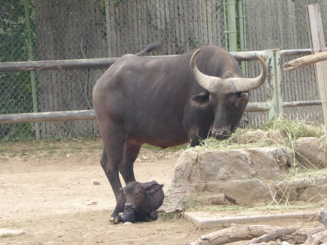 Cape Buffalo and Baby