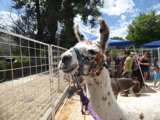 We like these South American animals