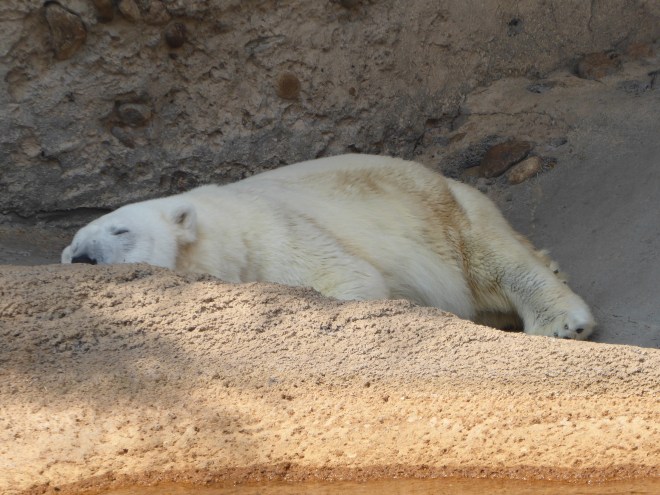 Live Polar Bear taking a nap