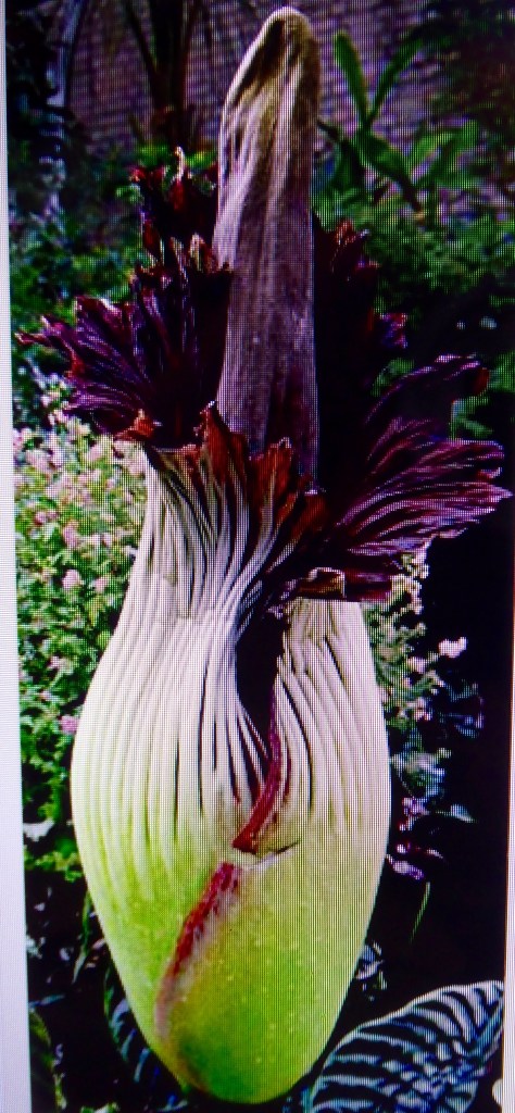 Corpse flower
