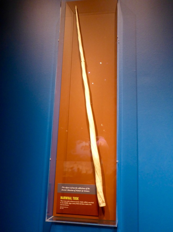 Narwhal Whale Tusk