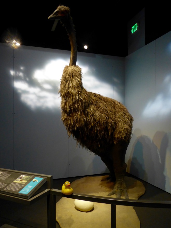 Elephant Bird from Madagascar