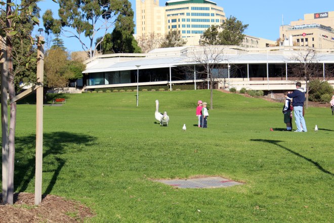 Pelicans as tall as young humans
