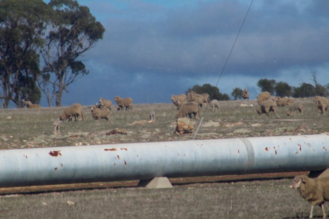 Sheep by pipe to transport valuable water