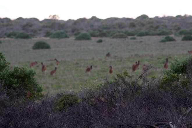 Kangaroos in field near subdivision