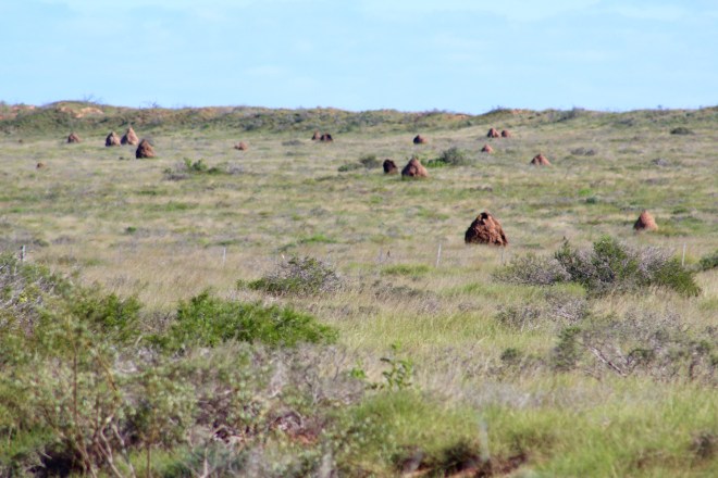Hundreds of Termite Hills