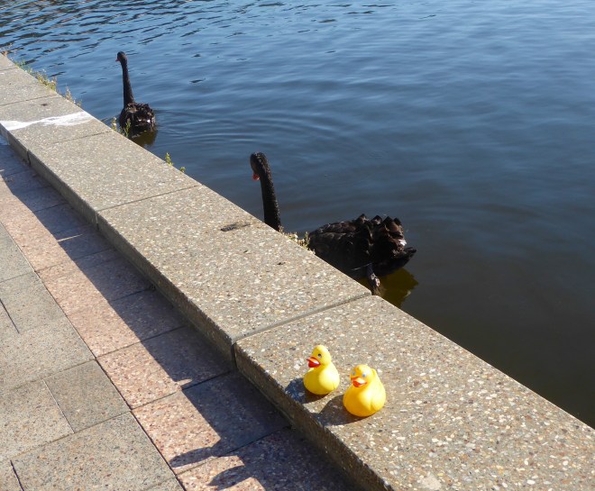 Graceful Black Swans are everywhere.