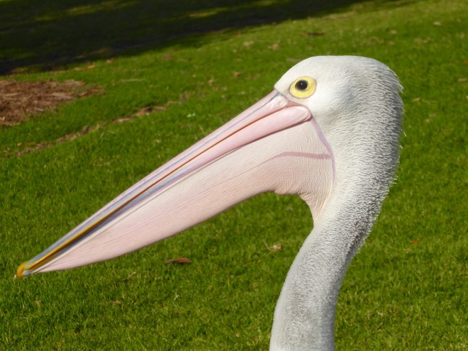 That is a long beak. We like the pink though