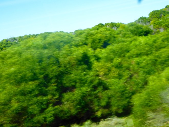 Wooded areas of the island