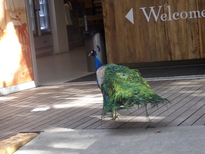 Rottnest Island peacock