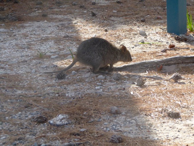 Quokka