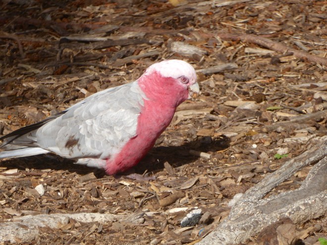 Pink and gray galah