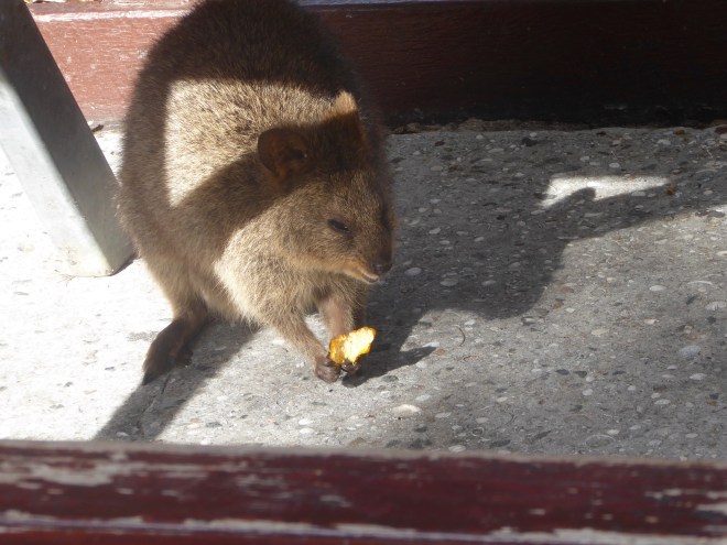 Quokka