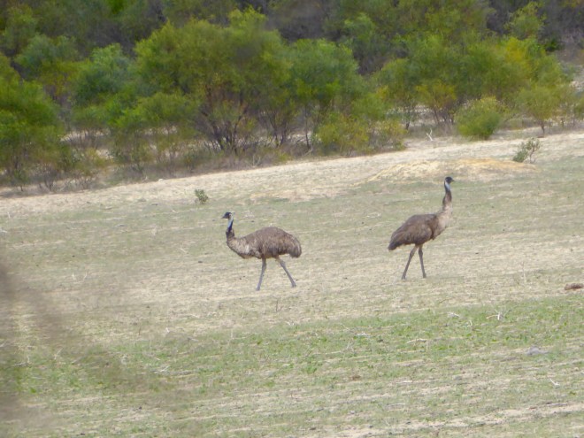 Our first wild emus