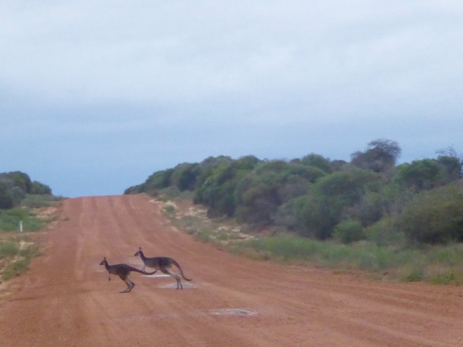 Hutt River kangaroos