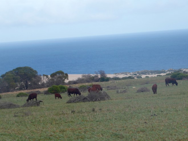 Cows grazing near Indian Ocean