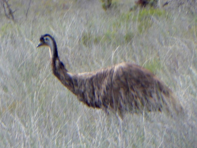 Emu wandering