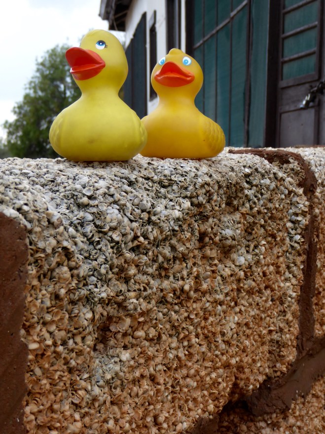 Shells adhesive together to form shell blocks