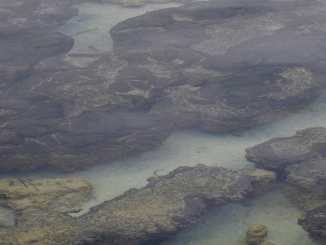 Stro at Hamelin Pool