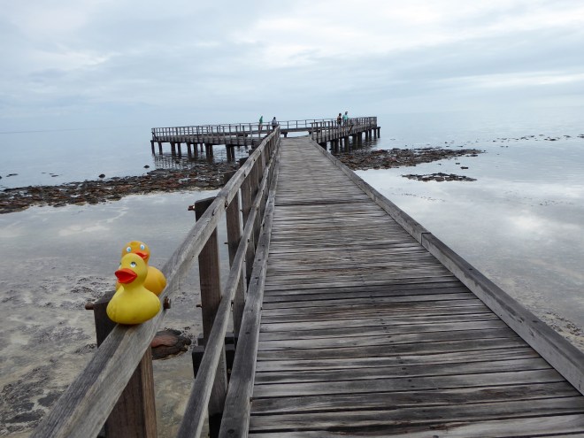 Great viewing boardwalk