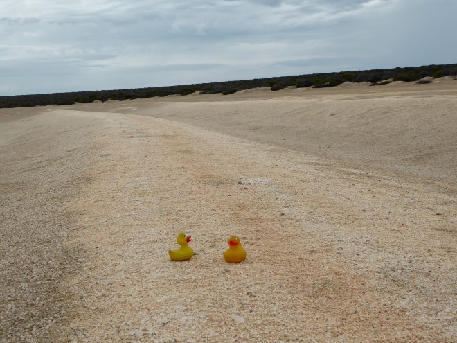 Shells form ridges similar to waves