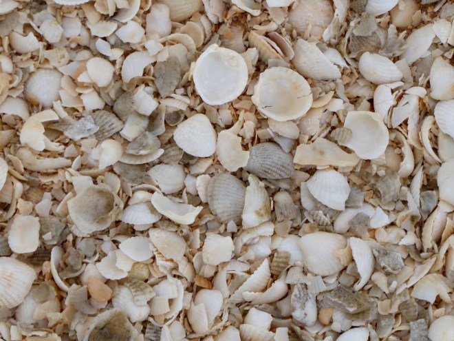 Millions of shells here