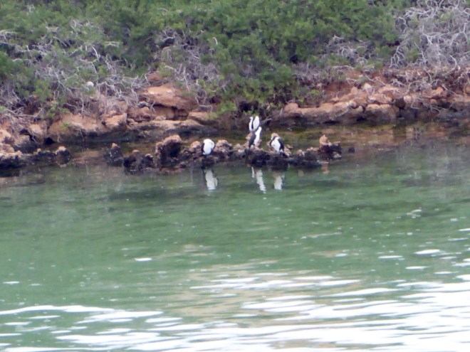Island primarily breeding area for birds