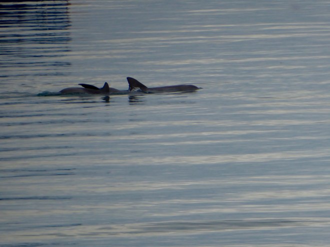 Wild dolphins