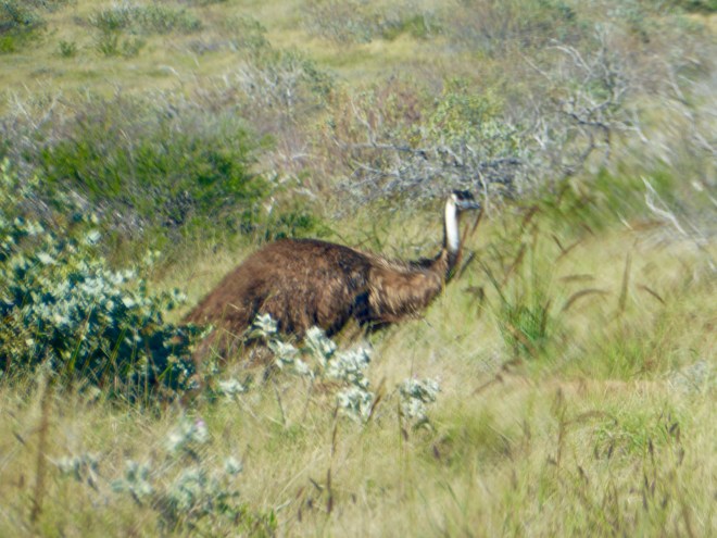 Friendly emu