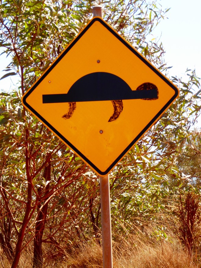 What?? Turtle crossing?