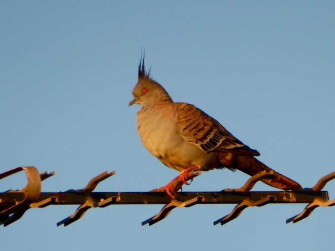 Our feathered friend