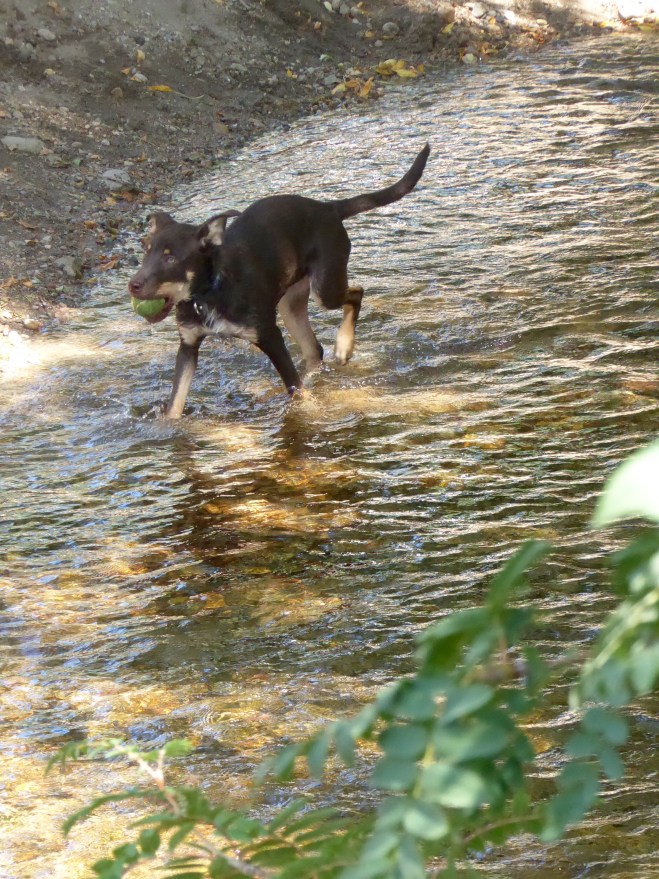 Humans and dogs love Boulder Creek