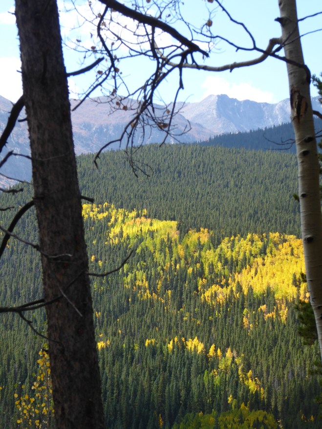 Through the trees we admire aspen and rocky mountains
