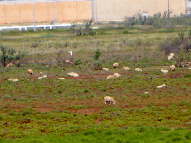 Grazing sheep