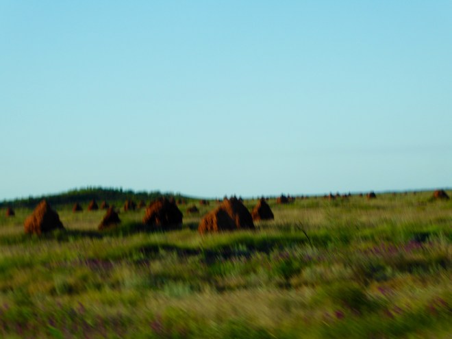 More termite hills