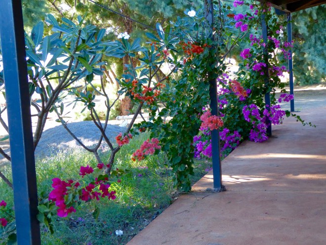 Flowers in front of our cabin