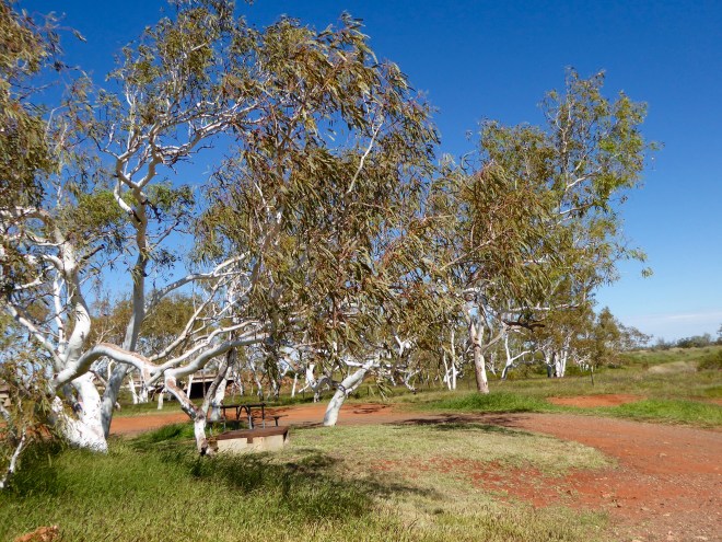 How can they grow like this?