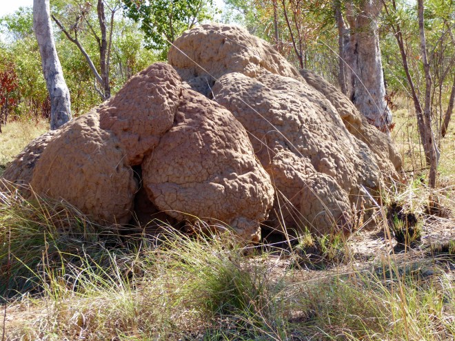 Termite hill. They keep adding to this hill