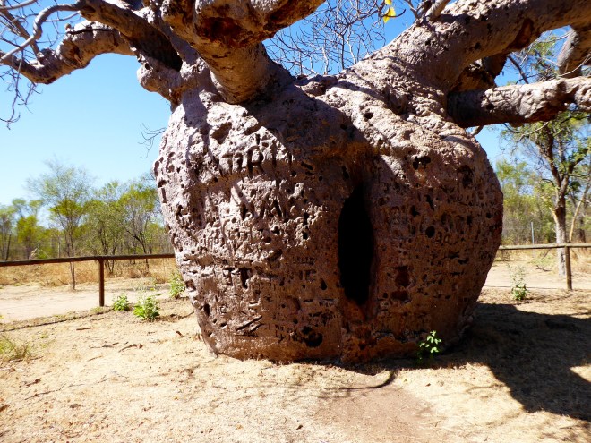 Tree was slit so prisoners could be inside