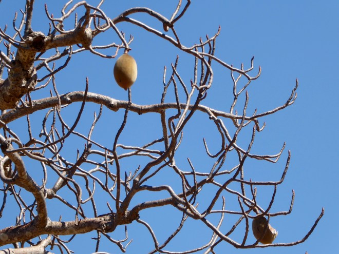 Nut of Boab tree