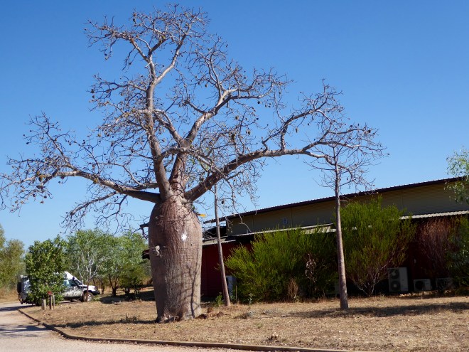 Mowanjum Center has a Boab tree