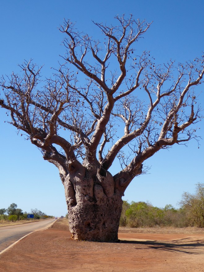 Fascinating trees. We will not see them in many other parts of Australia