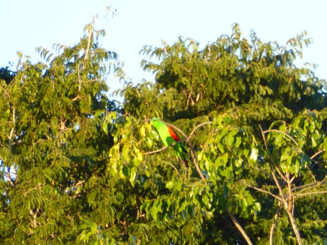 Love the beautiful birds