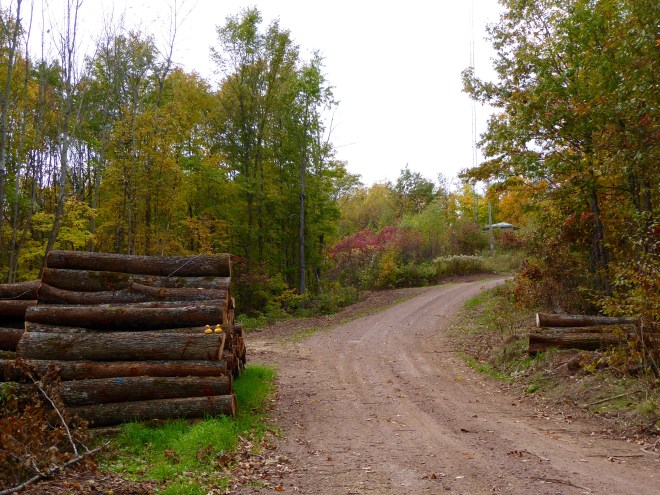 We are sitting on logs