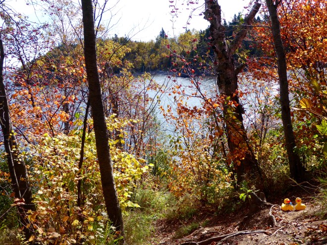 Lake Superior through the trees