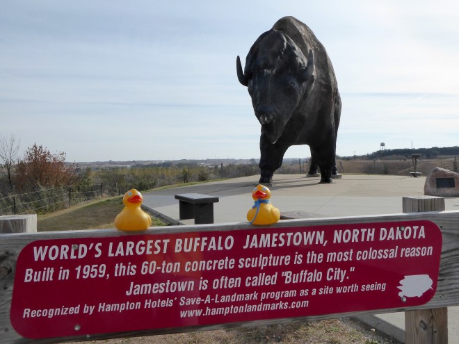 A really big buffalo