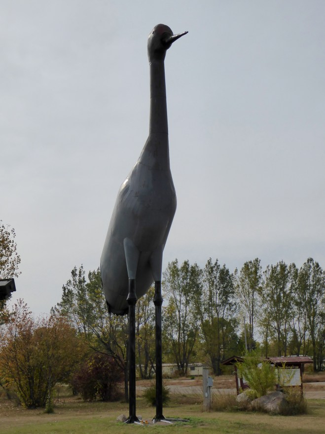 Sandy the Sandhill Crane