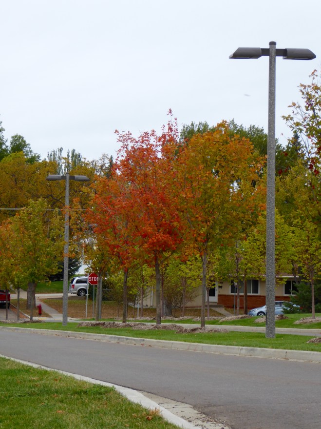 Fall color in Bismarck, North Dakota