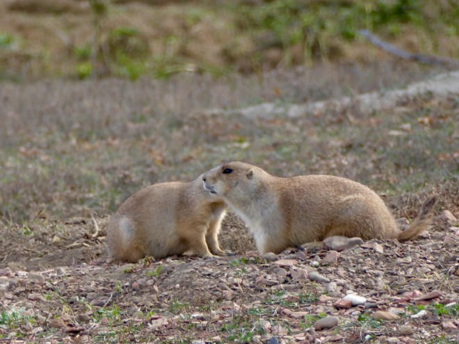 Prairie dogs. Talking about us?